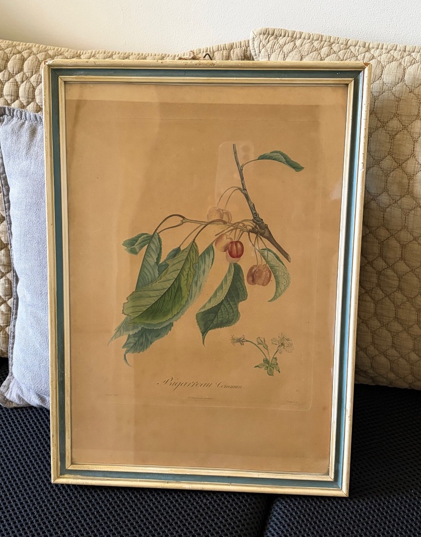 Coppia di stampe-incisioni botaniche, Pierre Antoine Poiteau (1766-1854)-photo-4
