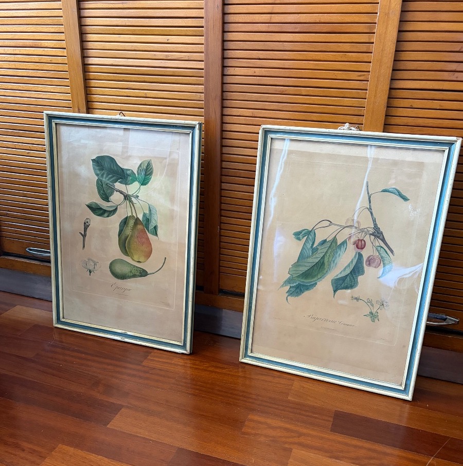 Coppia di stampe-incisioni botaniche, Pierre Antoine Poiteau (1766-1854)-photo-6