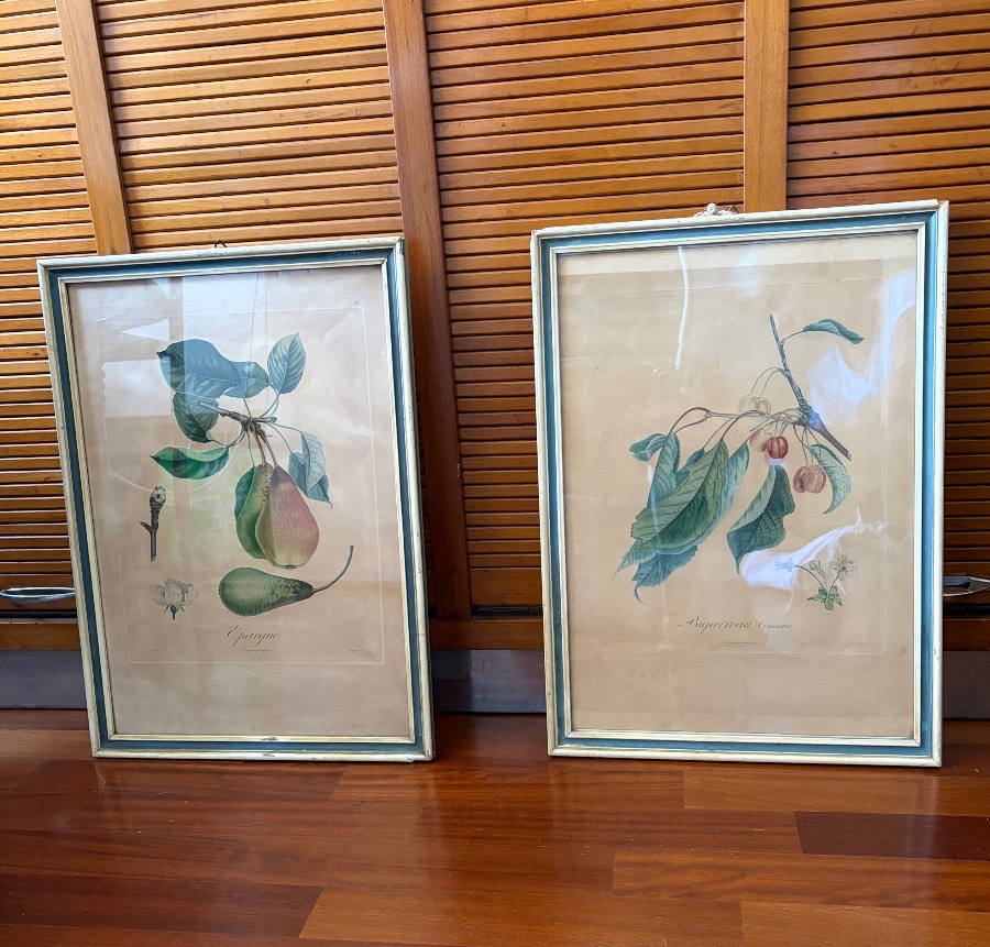 Coppia di stampe-incisioni botaniche, Pierre Antoine Poiteau (1766-1854)-photo-8