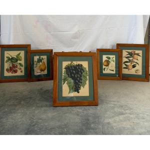 Set di 5 litografie raffiguranti tavole botaniche, XIX sec.