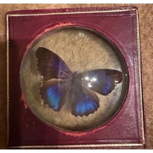 Small Frame With Real Naturalized Butterfly