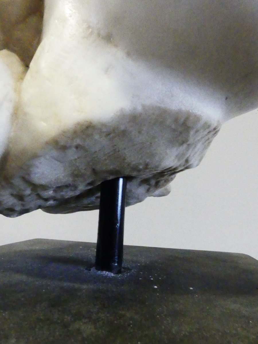 MEDUSA XIX SECOLO-photo-6