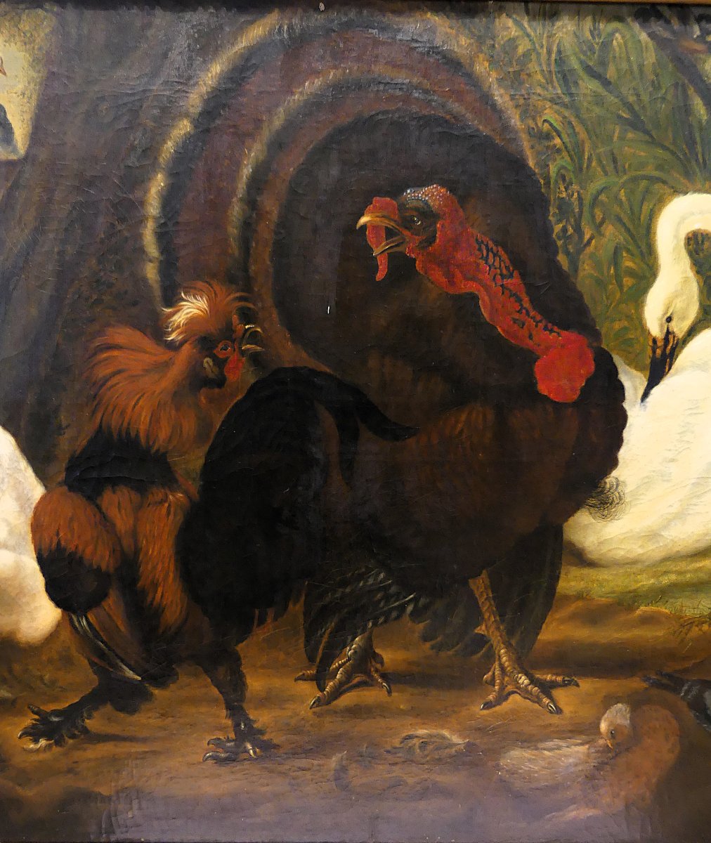 DISPUTA TRA TACCHINO E GALLO "" DA ABRAHAM BUSSCHOP"""