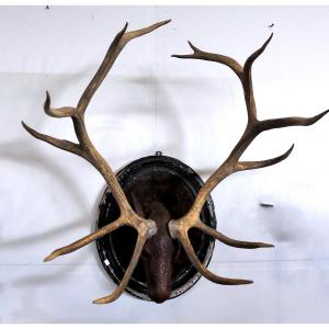 FORESTA NERA XIX SECOLO