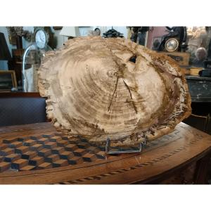 Petrified Wood 220 Million Years Old 