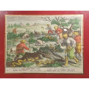 Hunting Engraving: The Hunt For Vipers