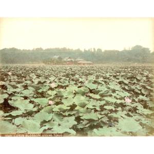 Kusakabe Kimbei, Lotus Flowers In Ueno Park, Tokyo C. 1880 Albumen Print Photograph