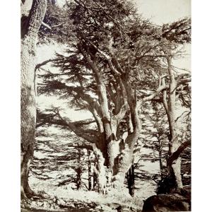 Felix Bonfils (1831-1885) Cedars Of Lebanon C.1870 Vintage Albumen Print Photograph