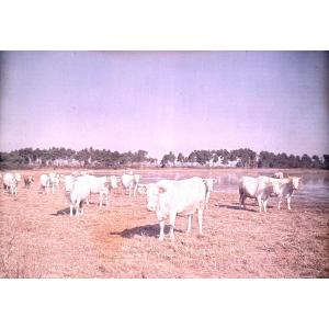 Autochrome Lumiere & Fils, "the Cows" Circa 1910 Color Photograph On Vintage Glass