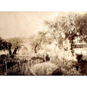 Fiorillo (1847-1898), Old Olive Tree, Garden Of Gethsemane, Jerusalem Circa 1870 Photograph
