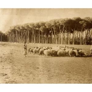 Zangaki Brothers, Beirut, Le Bois Des Pins C.1870 Albumen Print Vintage Photograph