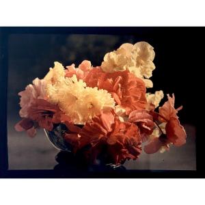 Autochrome "bouquet Of Hollyhocks" Circa 1920