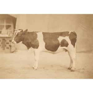 Etude Artistique d'Un Bovin, Vintage Albumen Print C. 1870 Photograph