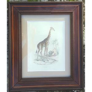 Gravure girafe XIX° siècle