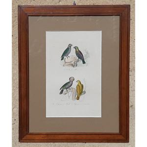 19th Century Animal Engraving Depicting Exotic Birds