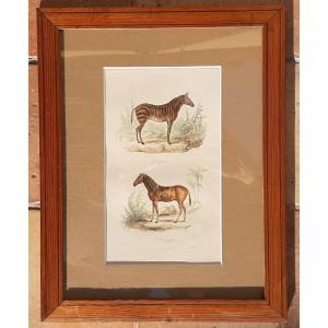 19th Century Animal Engraving Depicting A Zebra And A Couagga