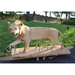 Life-size Taxidermied Lion 