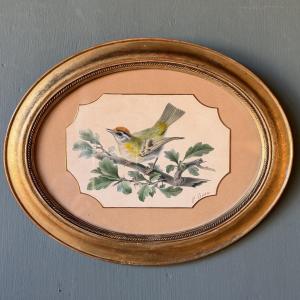 Madeira Wren By Pancrace Bessa, Watercolor Of Bird 19th Century