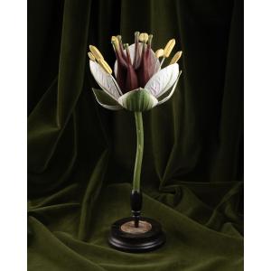 Botanical Model Of A