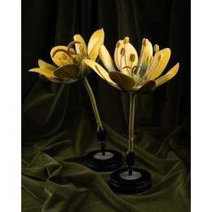 Two Botanical Models Of Male And Female Maple (acer Campestre) Flowers By Brendel