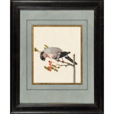 Karl Wilhelm Of Hamilton - Peony Bullfinch - 17th Ou 18th Century