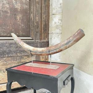 Mammoth Tusk