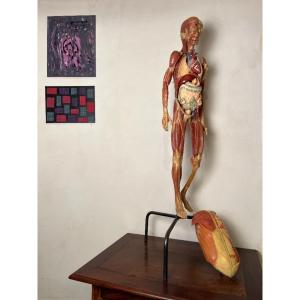 Anatomical Model In Papier-mâché By Doctor Auzoux