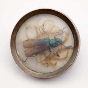 18th Century Buffon Beetle Button