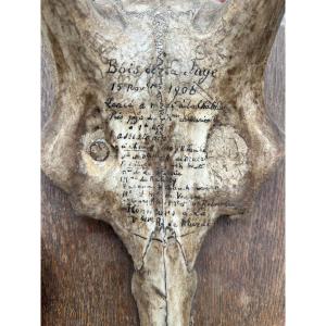 Massacre Of An Eight-point Stag, 1906, Mariéville Castle, Bois De La Fage, Murat Family 