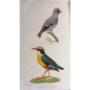 Count Of Buffon. Complete Works Augmented By Cuvier...paris, Pillot 1831-1832 Binding