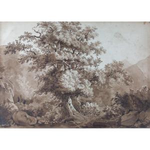 Study Of A Tree And Nature, Pre-romantic Drawing, 18th Century, Ink And Wash On Paper
