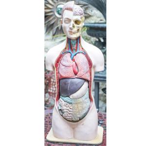 The Scorched Anatomical Medical Torso