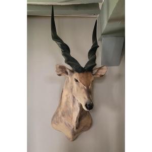 Derby Moose Trophy