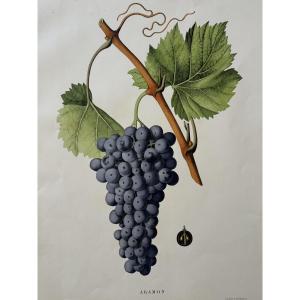 Grape Varieties Of The Mediterranean Region. Aramon Grape Variety. Henri Marès