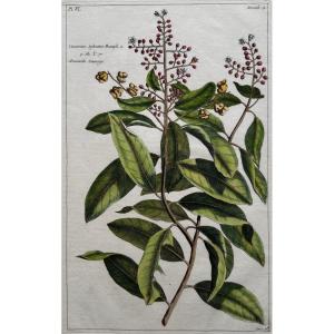 Wild Cashew. Color Engraving. 18th Century