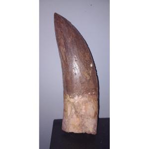 Fossil Tooth Of Carcharodontosaurus – Late Cretaceous