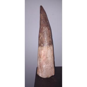 Fossil Tooth Of Spinosaurus - Late Cretaceous