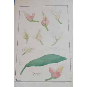 Watercolor Drawing By The Artist Edmond Alet, Art Nouveau Period Circa 1900