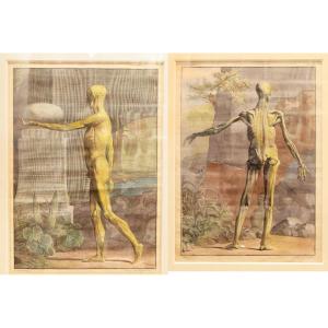 Albinus - Two Prints - A Skeleton And A Flayed - 1749