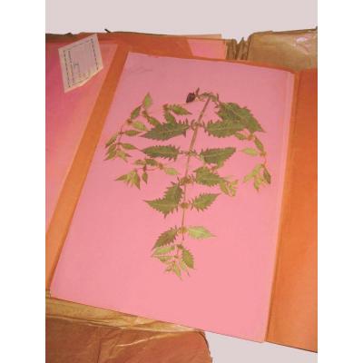 Herbarium Containing 26 Boards, Early 20th Century, Cabinet Of Curiosities, Plants