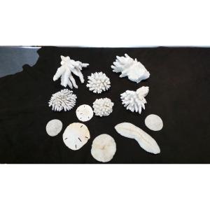 Lot 12 Corals: Acropora - Fungia - Clypenas Teroida