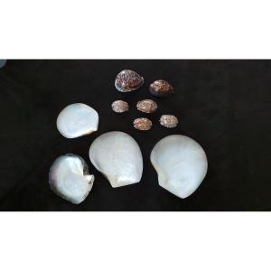 Lot 10 Corals: Pinctada Margaritifera & Cypraea Tigris