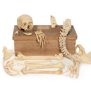 Human Half-skeleton For Study, Dr. Auzoux's Establishments
