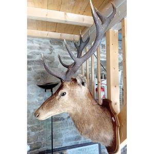 Hunting, Important Deer Trophy 