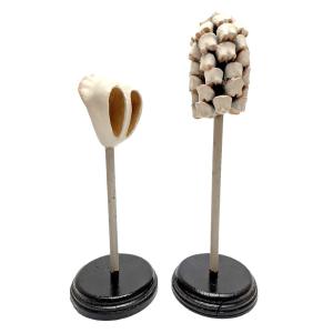 Pair Of Botanical Anatomy Models: Scots Pine Flower Cones (pinus Sylvestris)