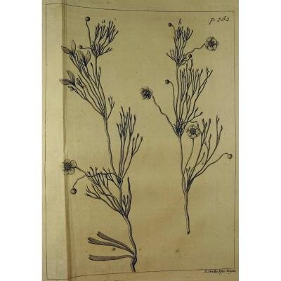 Book In Latin From 1742. Rare Book In Latin Identifying The Plants Of Alsace. 7 Plates.
