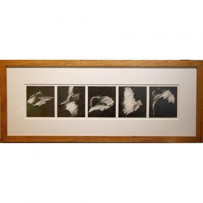 Pencil Drawing, Decomposition Of A Bat Flight