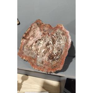 Slice Of Fossilized Wood
