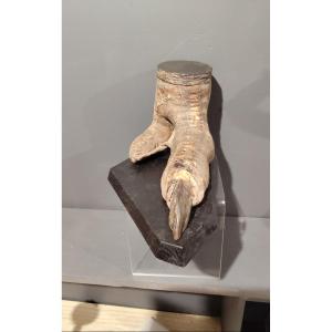 Amazing Ostrich Foot 