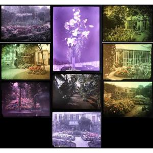 14 Autochromes Flowers